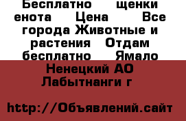 Бесплатно !!! щенки енота!! › Цена ­ 1 - Все города Животные и растения » Отдам бесплатно   . Ямало-Ненецкий АО,Лабытнанги г.